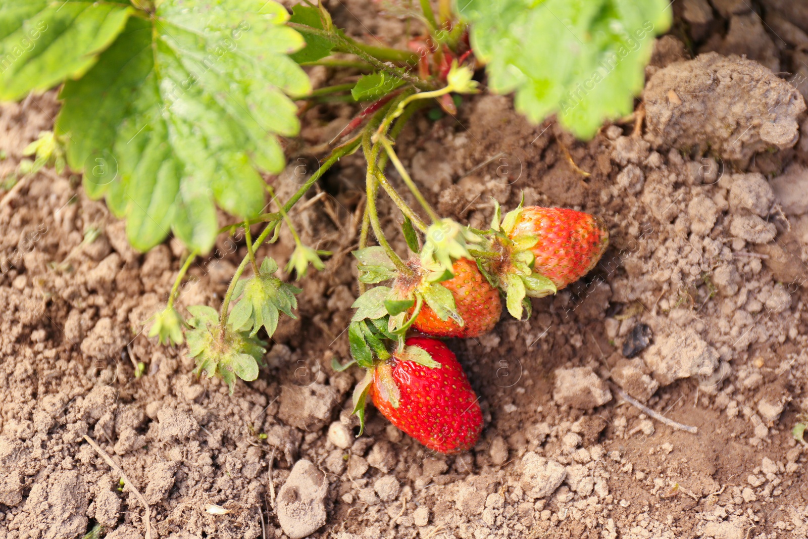 Photo of Small unripe strawberries growing outdoors, above view. Seasonal berries