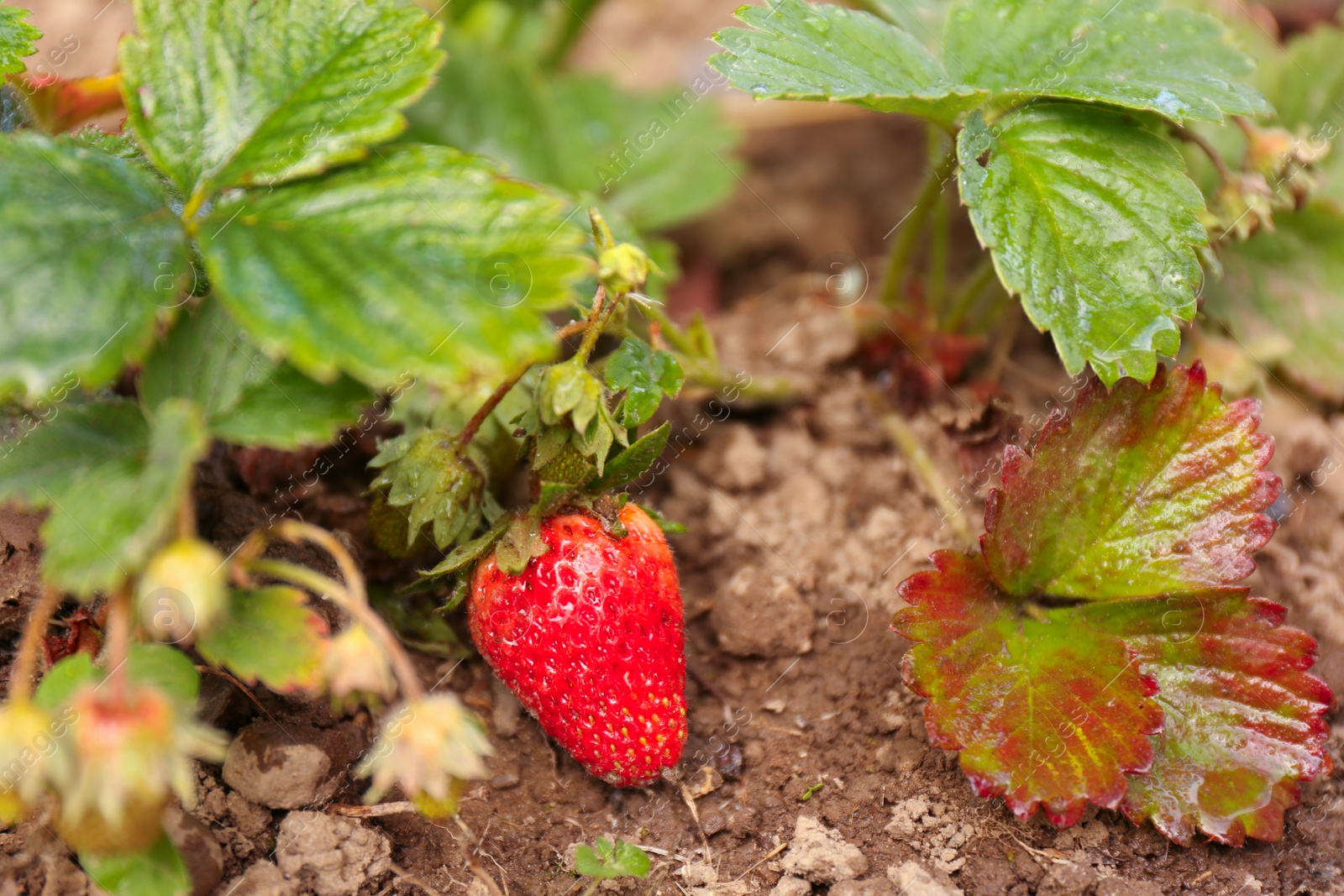 Photo of Small unripe strawberries growing outdoors, closeup. Seasonal berries