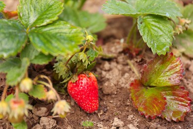 Small unripe strawberries growing outdoors, closeup. Seasonal berries