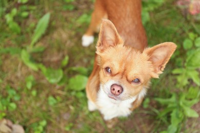 Photo of Cute dog with brown hair walking outdoors, top view. Space for text