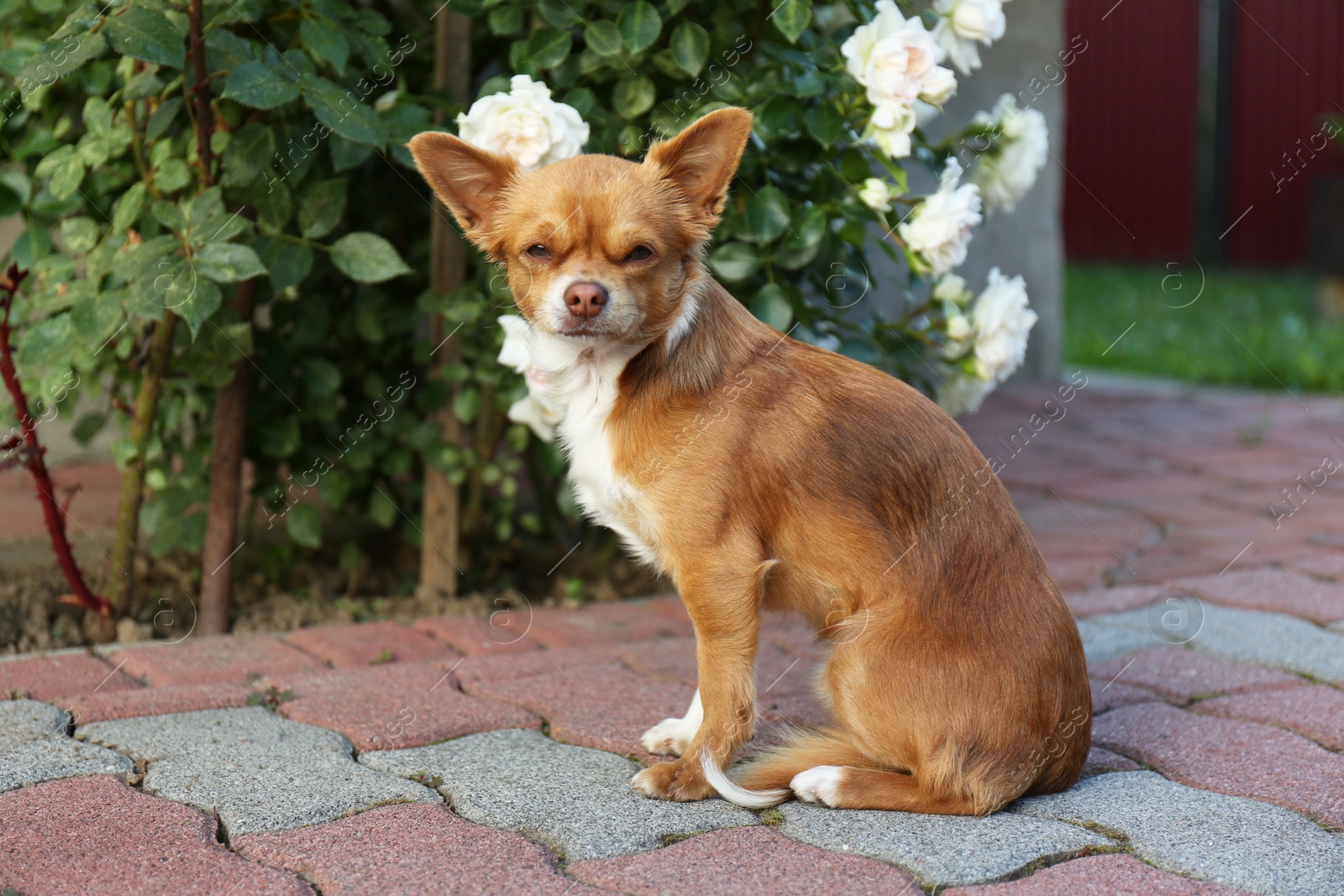 Photo of Cute dog with brown hair walking outdoors