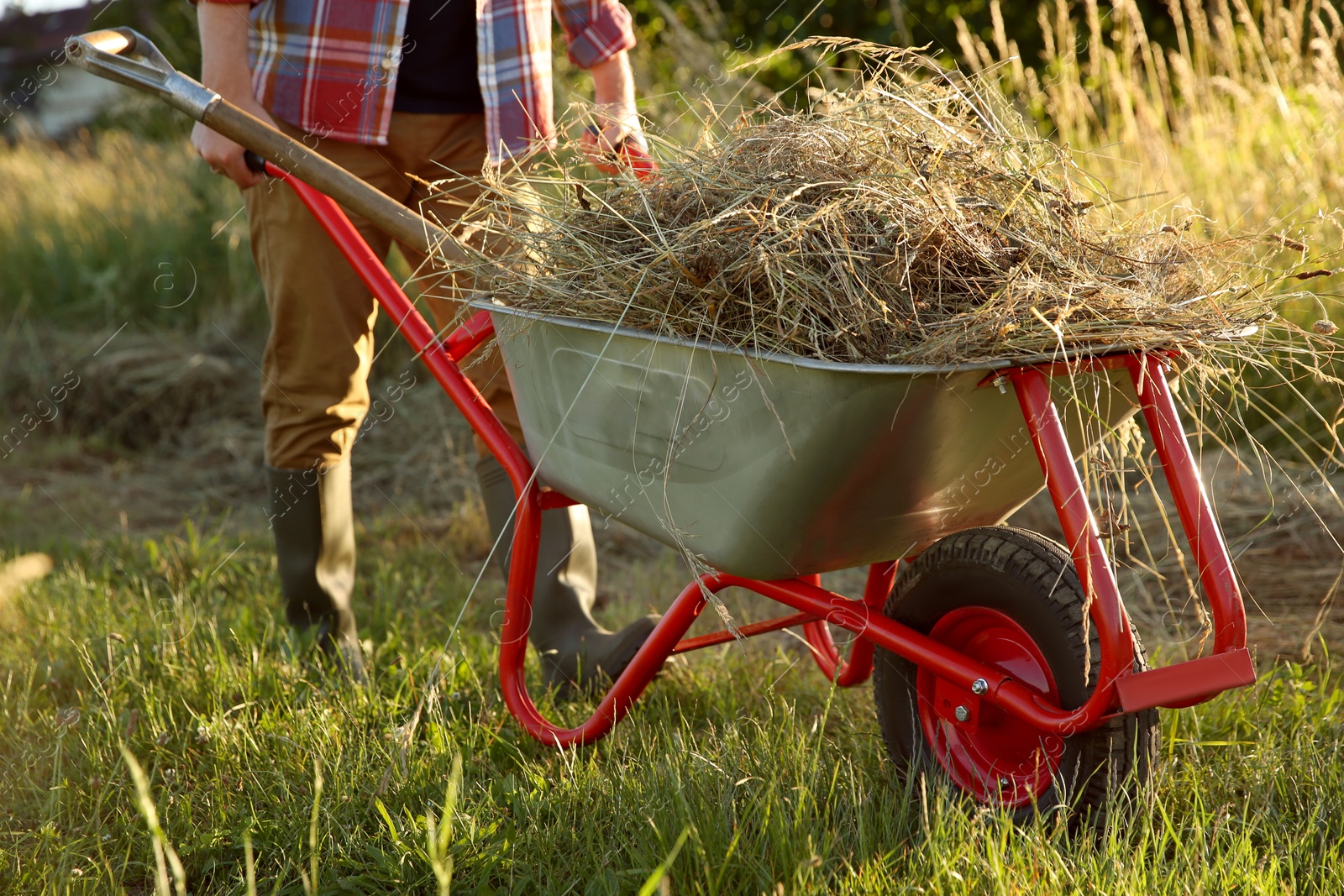 Photo of Farmer with wheelbarrow full of mown grass outdoors on sunny day, closeup