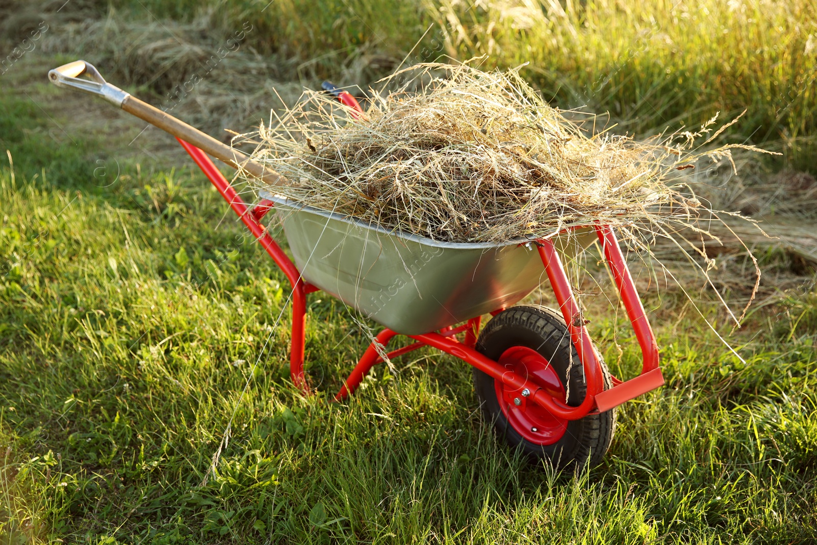 Photo of One wheelbarrow full of mown grass outdoors on sunny day