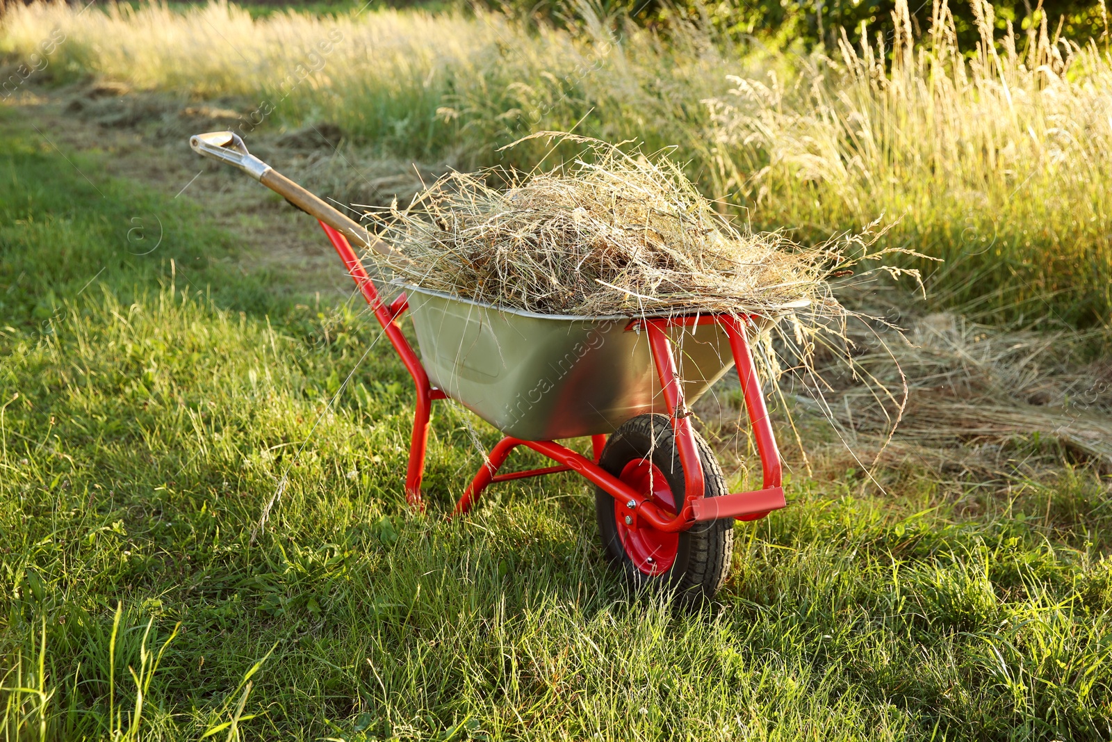 Photo of One wheelbarrow full of mown grass outdoors on sunny day