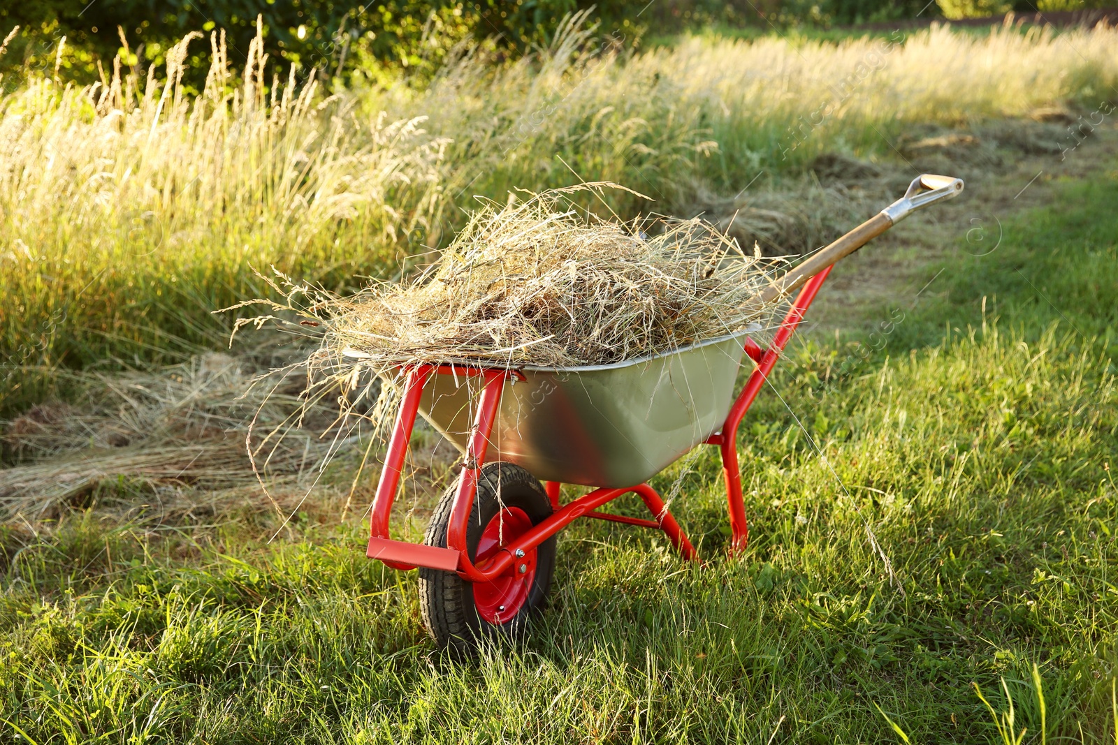 Photo of One wheelbarrow full of mown grass outdoors on sunny day