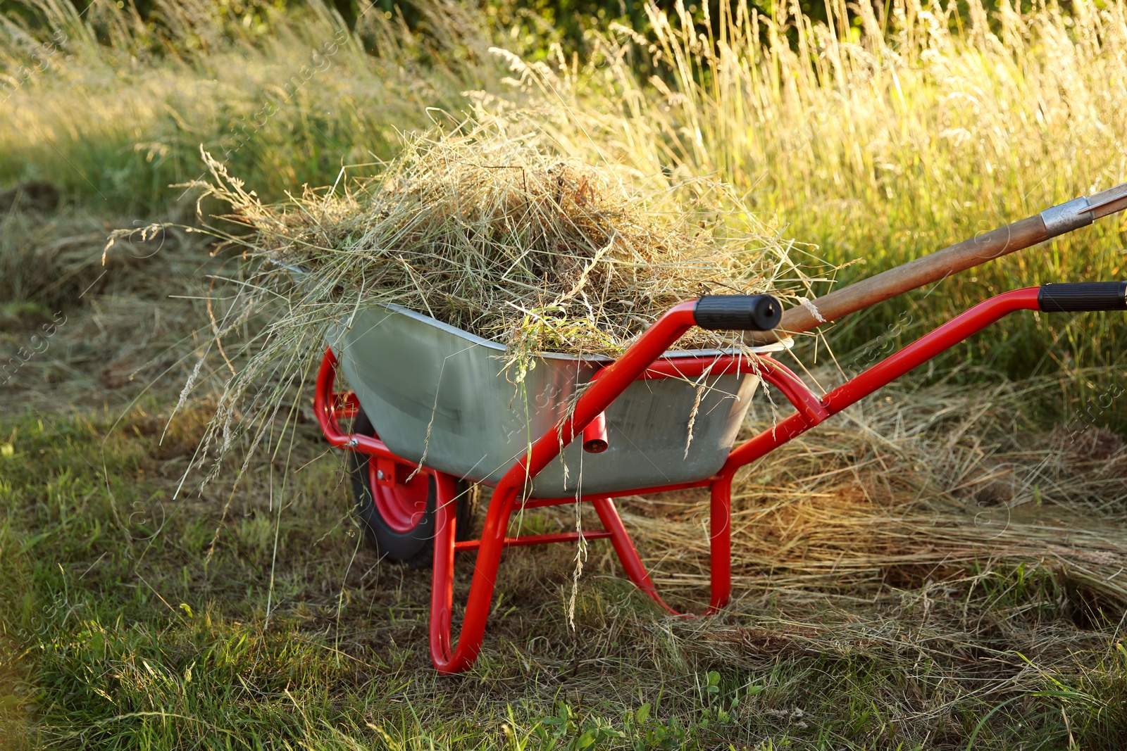 Photo of One wheelbarrow full of mown grass outdoors on sunny day