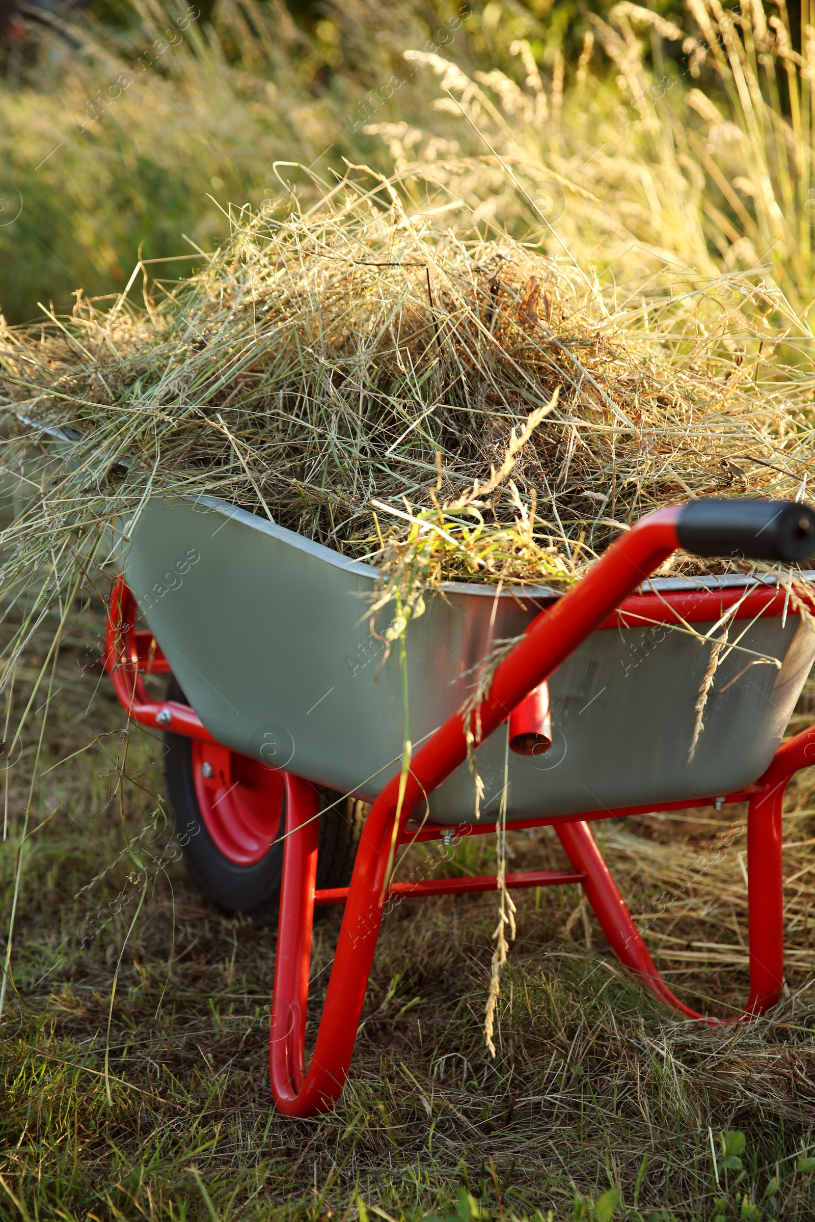 Photo of One wheelbarrow full of mown grass outdoors