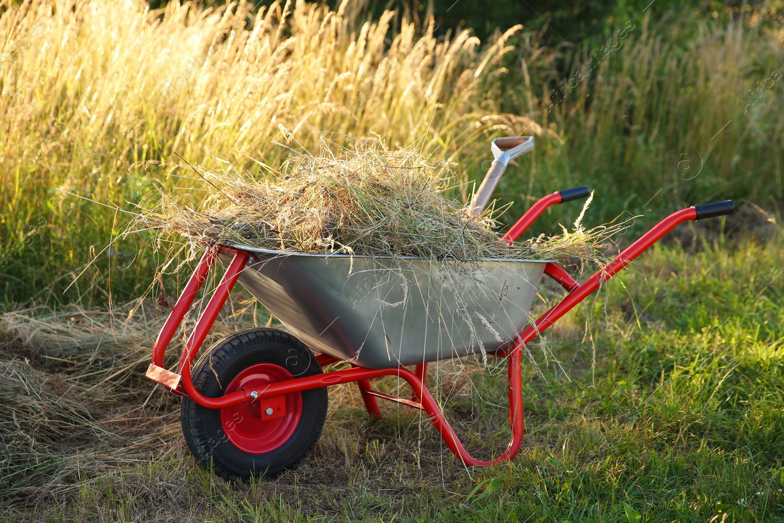 Photo of One wheelbarrow full of mown grass outdoors