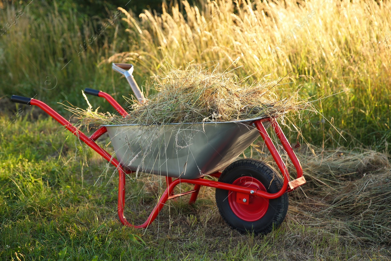 Photo of One wheelbarrow full of mown grass outdoors