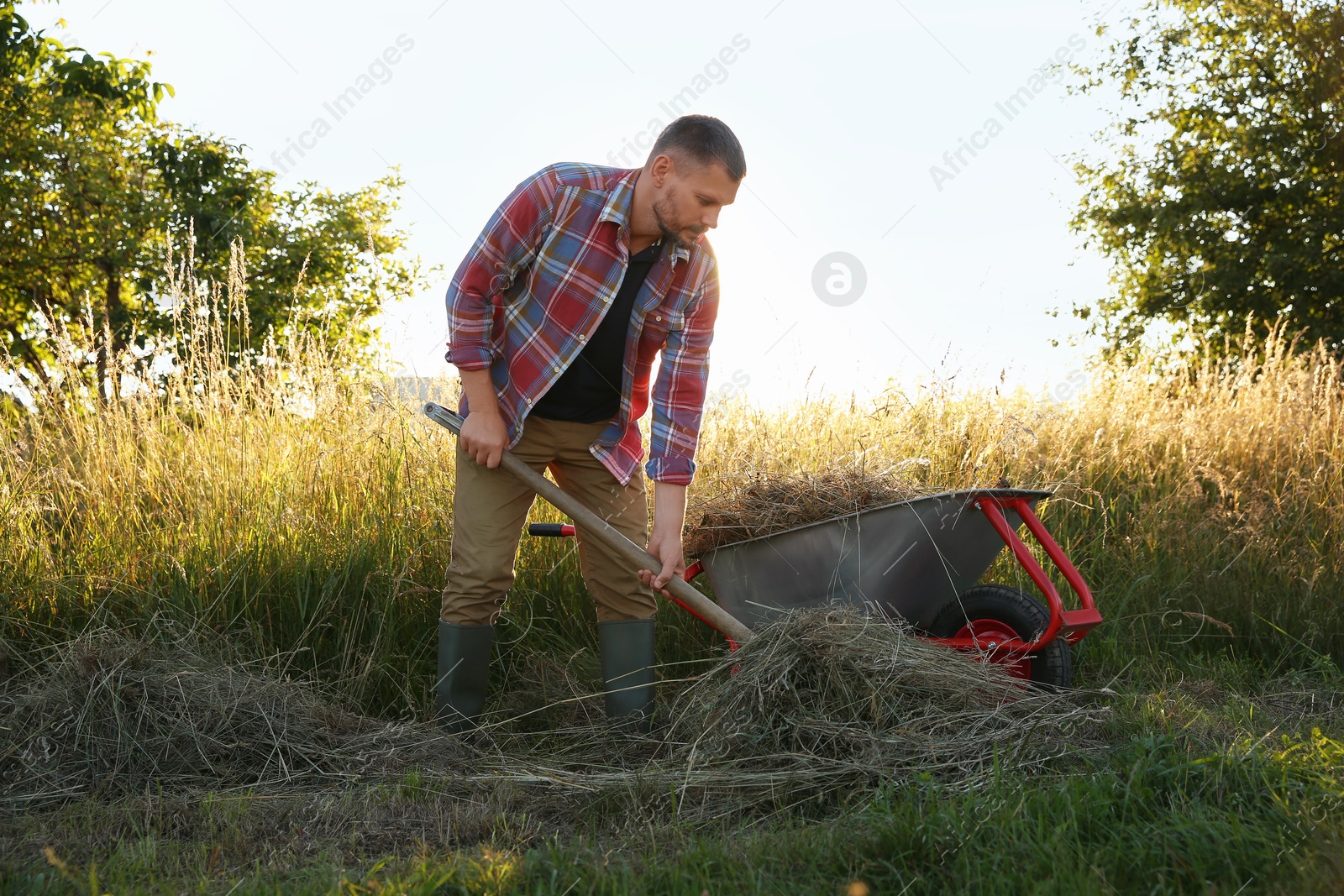 Photo of Farmer with wheelbarrow full of mown grass outdoors