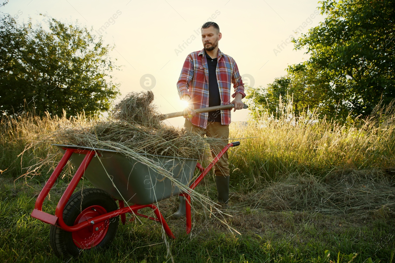 Photo of Farmer working with wheelbarrow full of mown grass outdoors