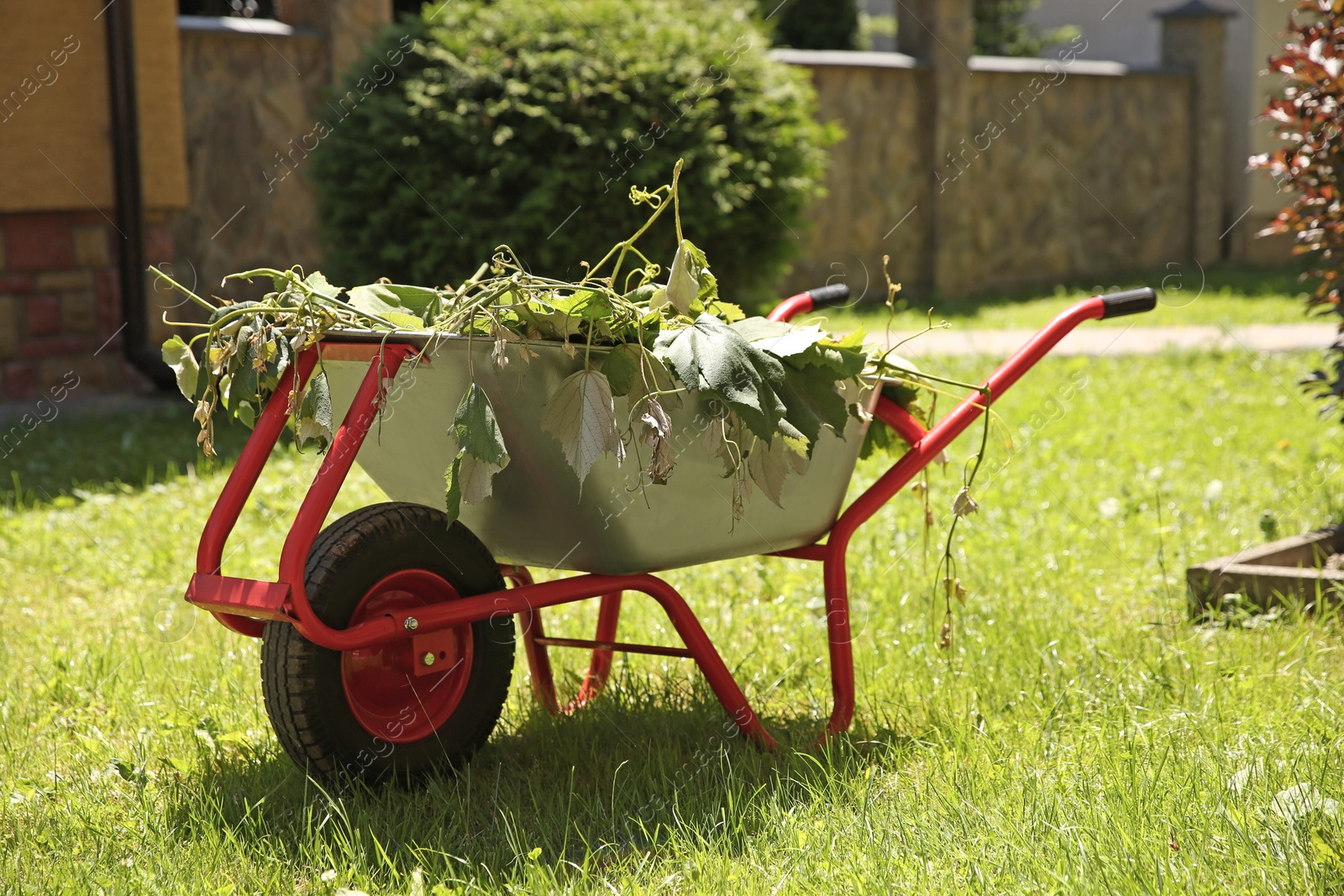 Photo of Wheelbarrow with wilted leaves on green grass outdoors