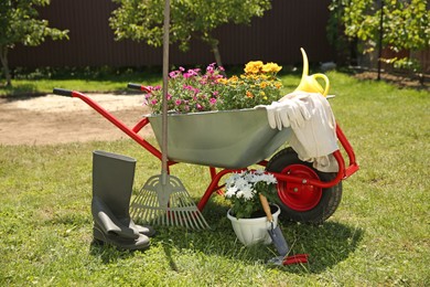 Wheelbarrow with different beautiful flowers, rubber boots and gardening tools outdoors