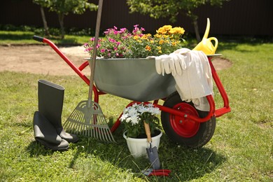 Wheelbarrow with different beautiful flowers, rubber boots and gardening tools outdoors