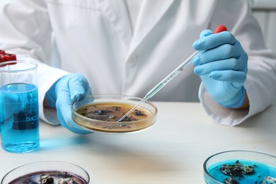 Laboratory worker dripping sample from pipette into petri dish at white table indoors, closeup