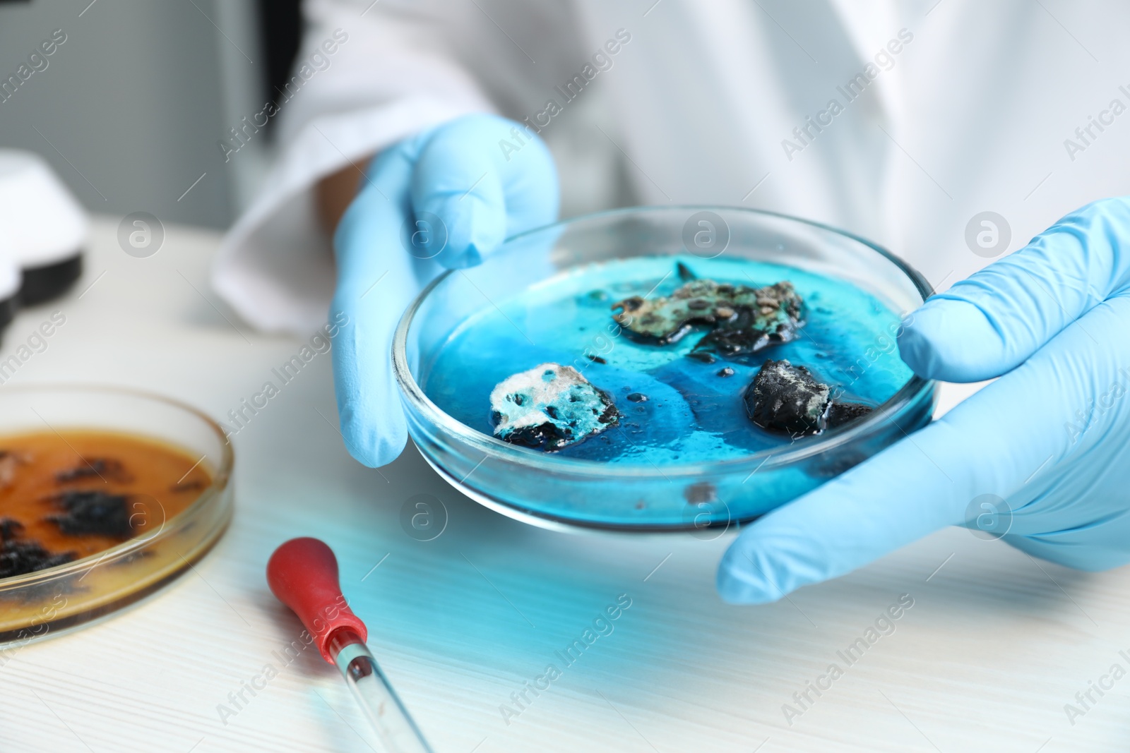 Photo of Laboratory worker holding petri dish with sample at white table indoors, closeup