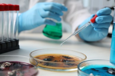 Photo of Laboratory worker dripping sample from pipette into petri dish at white table indoors, closeup