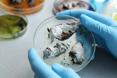 Photo of Laboratory worker holding petri dish with sample at light table, closeup