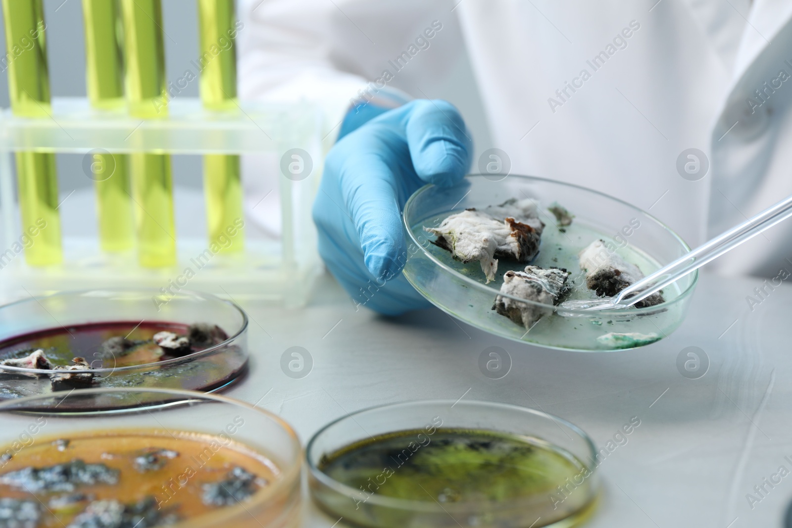 Photo of Laboratory worker taking sample with pipette from petri dish at light table, closeup