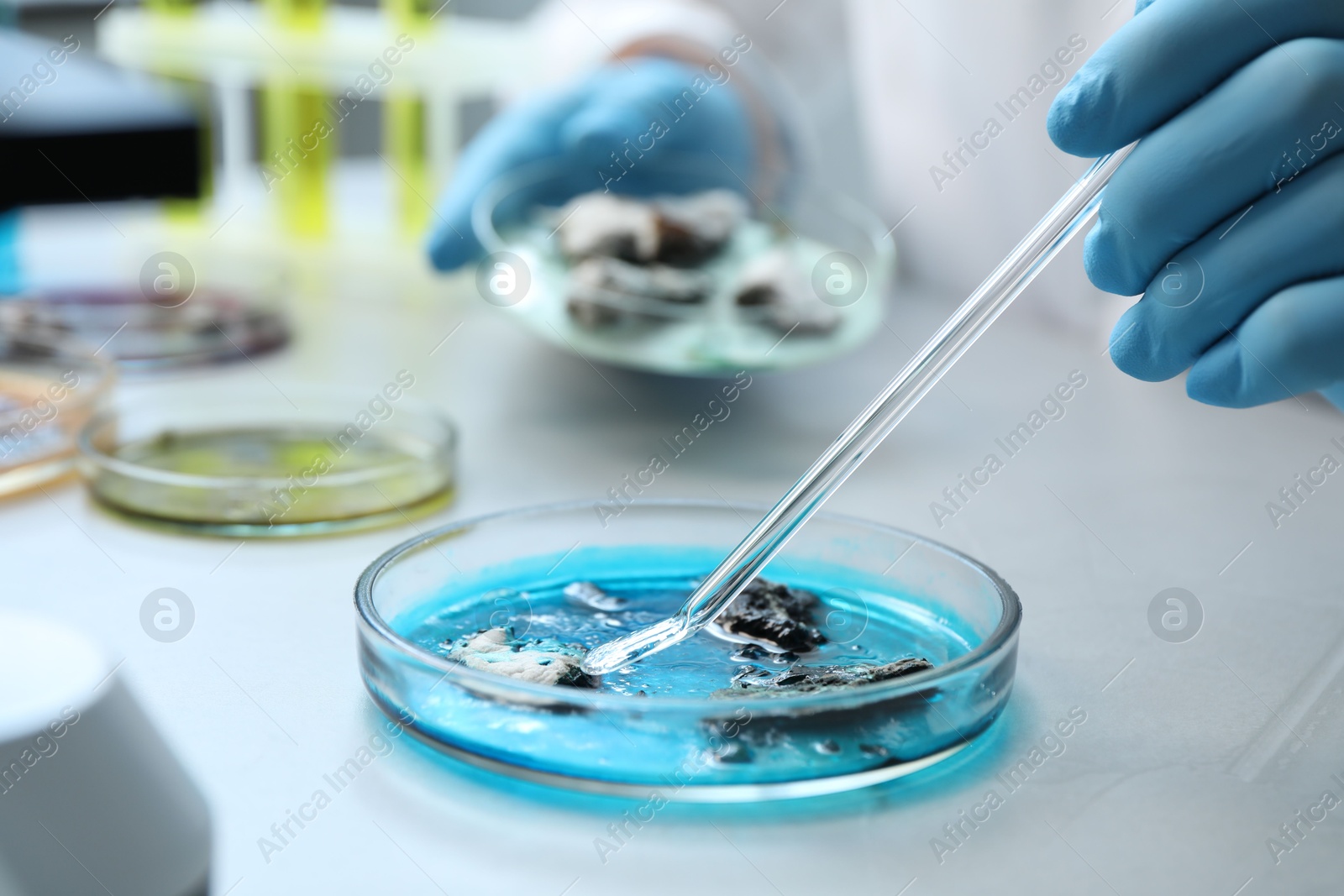 Photo of Laboratory worker taking sample with pipette from petri dish at light table, closeup