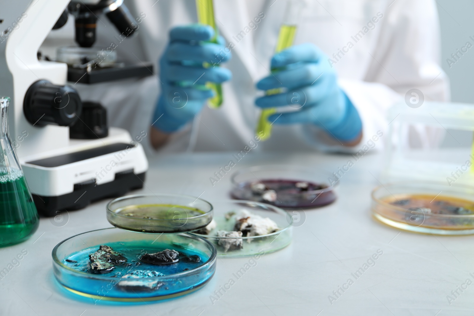 Photo of Petri dishes with samples on light table and scientist working in laboratory, selective focus