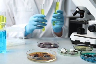 Photo of Petri dishes with samples on light table and scientist working in laboratory, selective focus