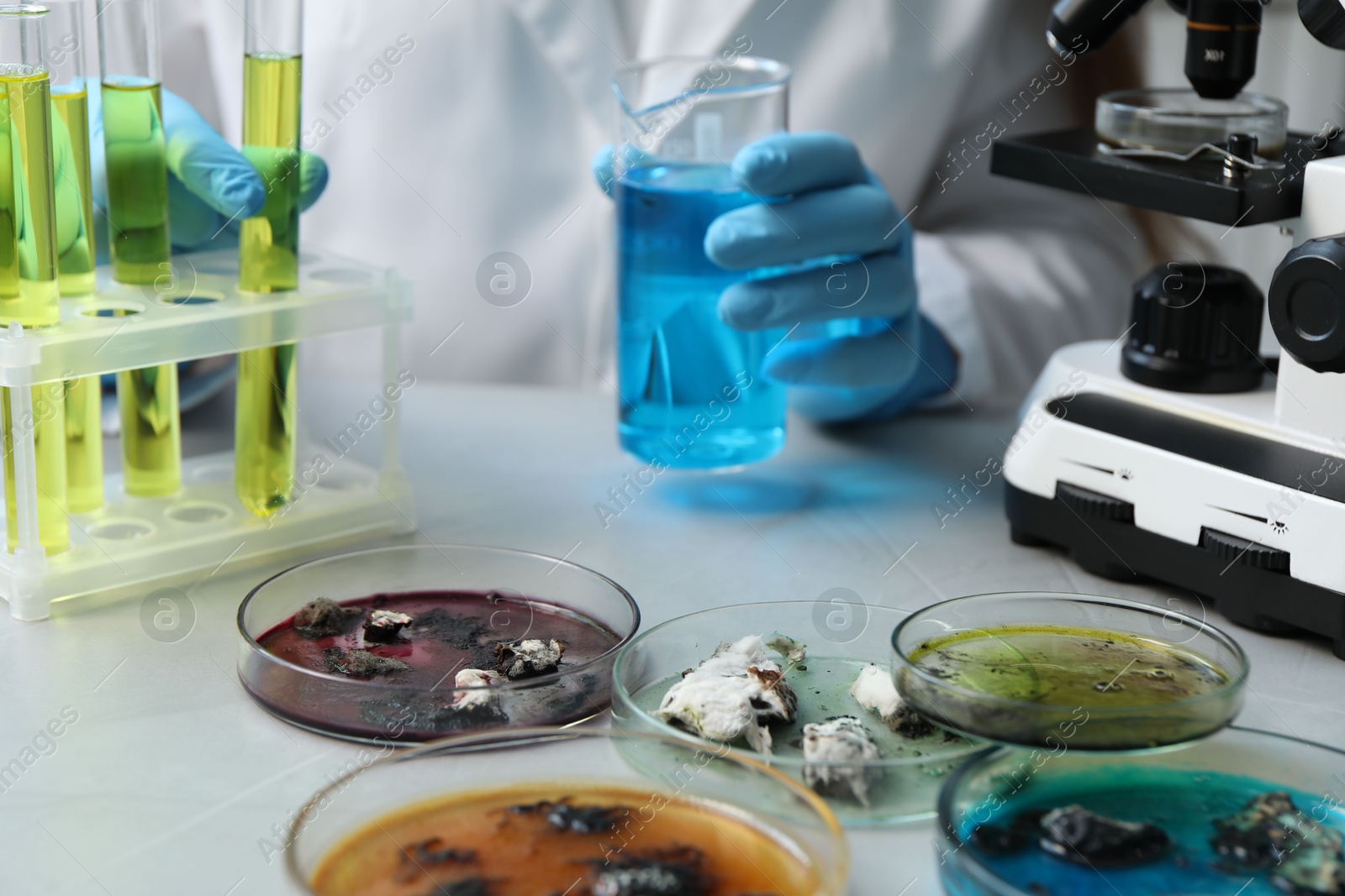 Photo of Petri dishes with samples on light table and scientist working in laboratory, selective focus