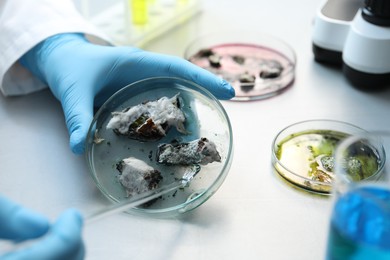 Photo of Laboratory worker researching sample in petri dish at light table, closeup