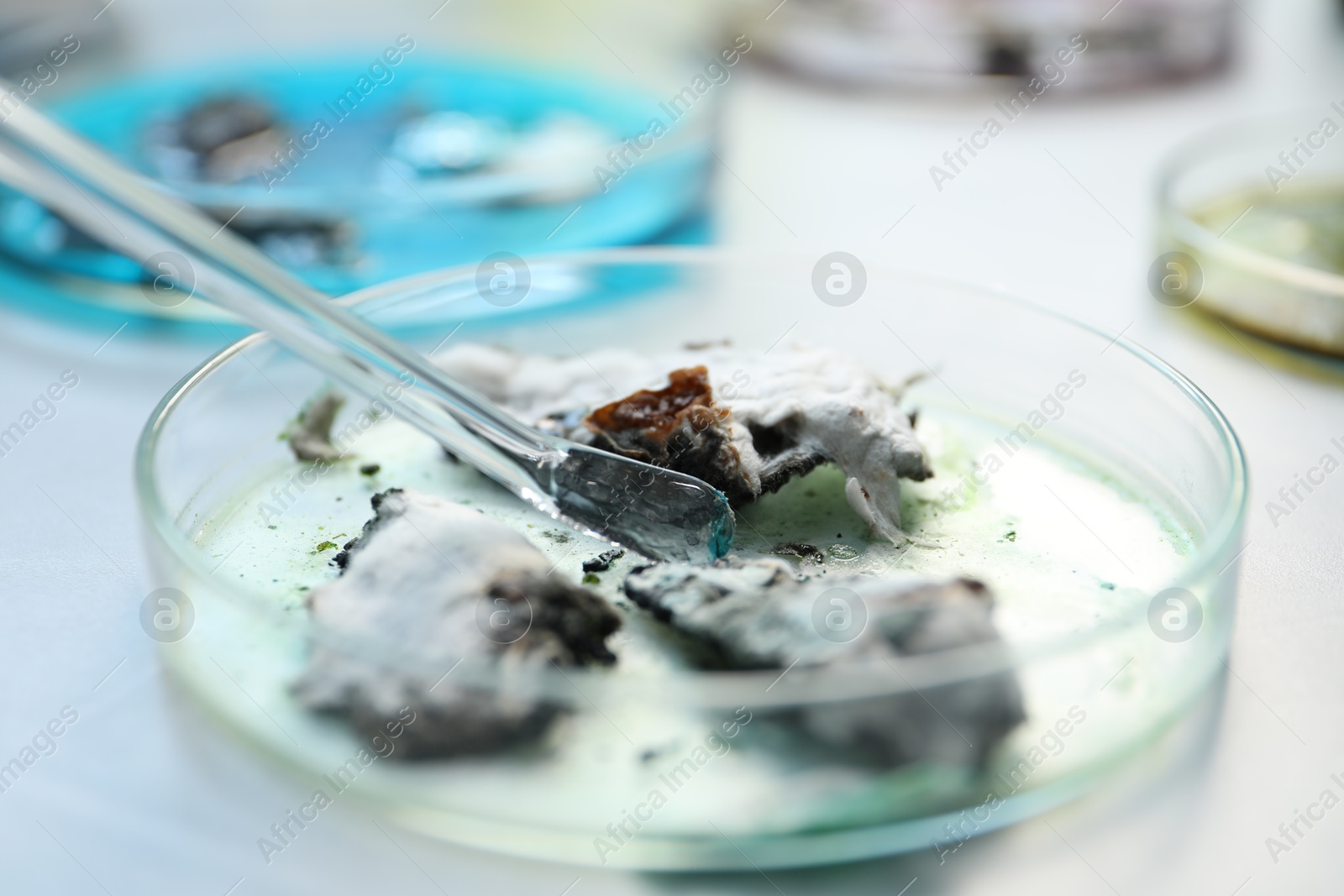 Photo of Researching sample in petri dish at light table, closeup