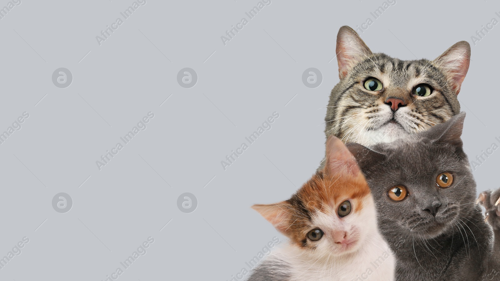 Image of Cute cats on grey background, banner design with space for text. Lovely pets