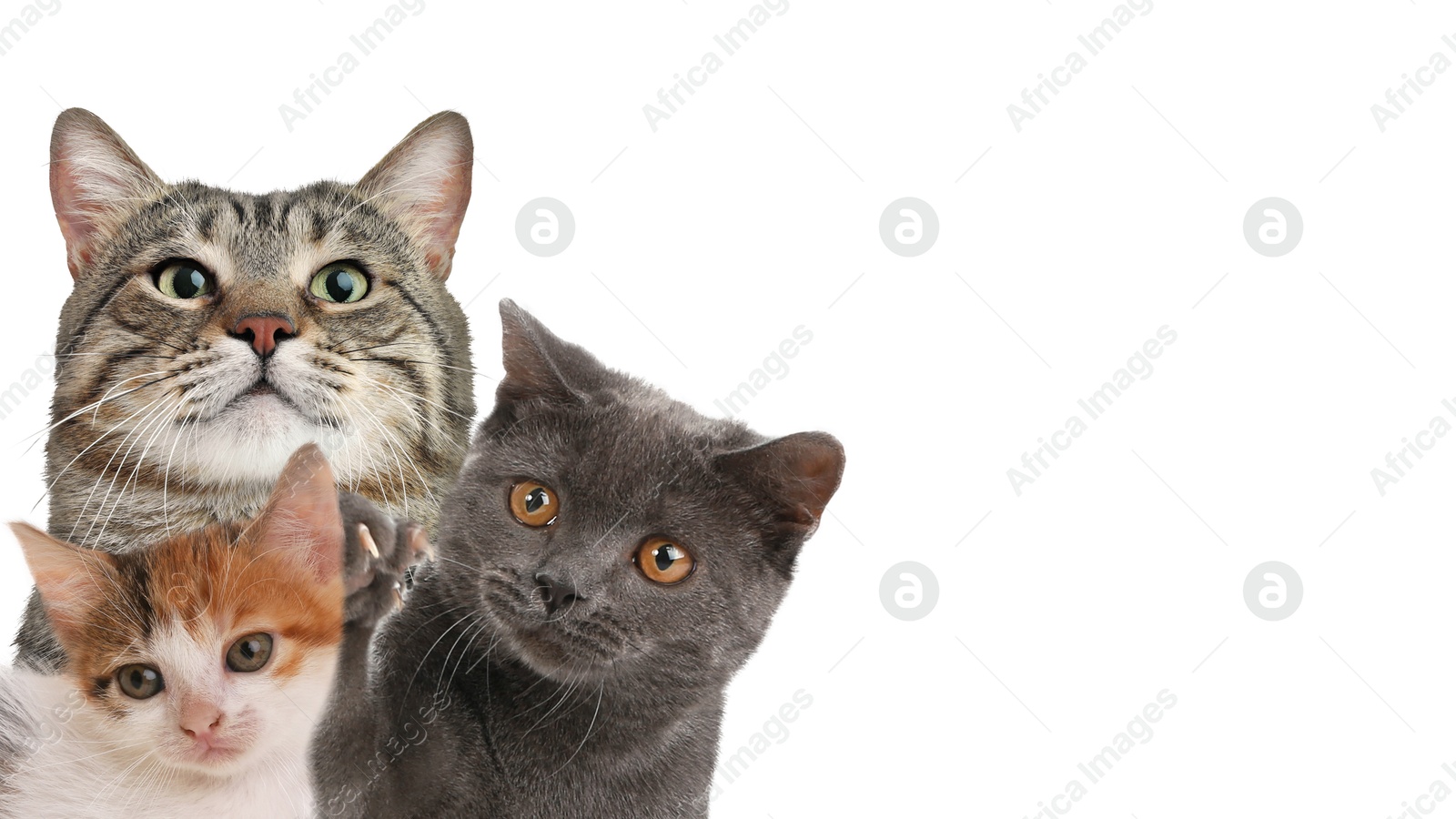 Image of Cute cats on white background, banner design with space for text. Lovely pets