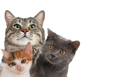 Image of Cute cats on white background, banner design with space for text. Lovely pets