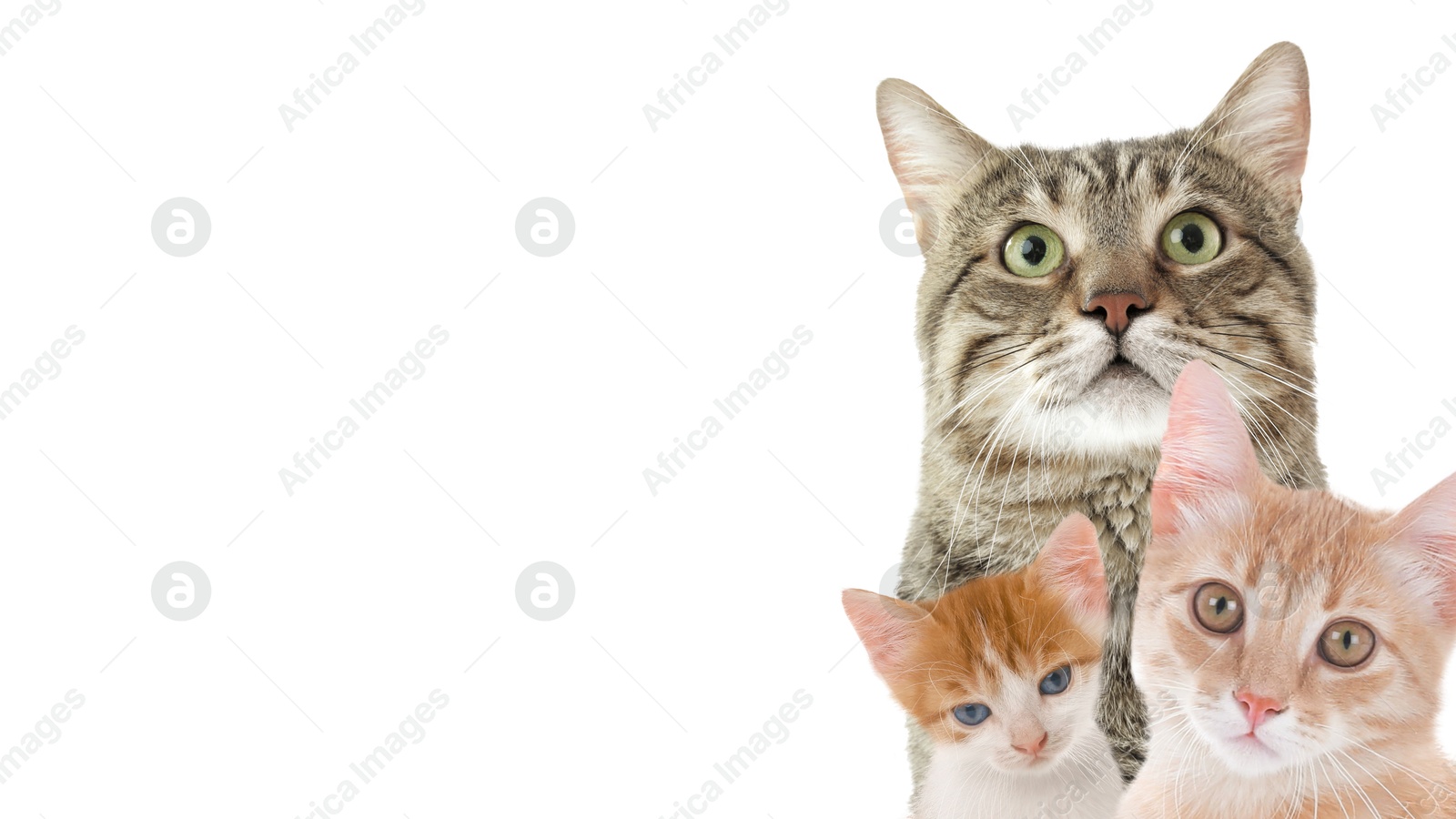 Image of Cute cats on white background, banner design with space for text. Lovely pets