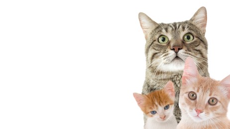 Image of Cute cats on white background, banner design with space for text. Lovely pets