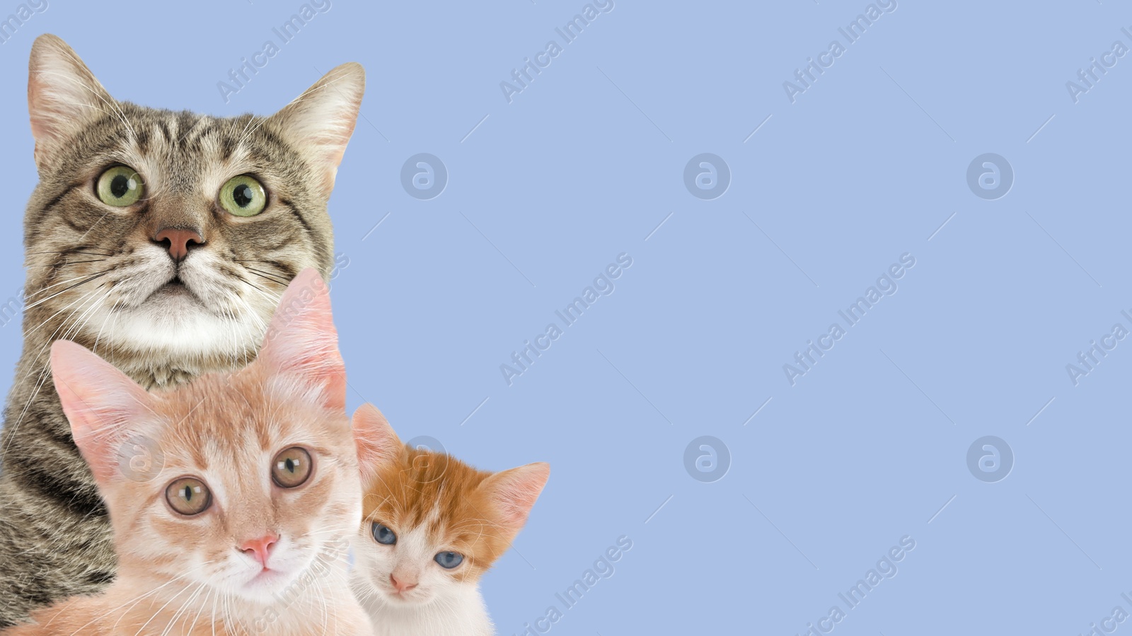 Image of Cute cats on on pale light blue background, banner design with space for text. Lovely pets