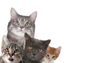 Image of Cute cats on white background, banner design with space for text. Lovely pets