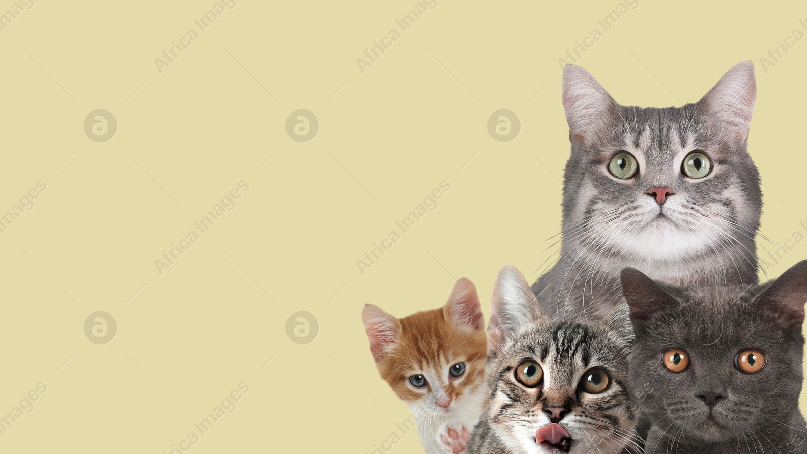 Image of Cute cats on pale yellow background, banner design with space for text. Lovely pets