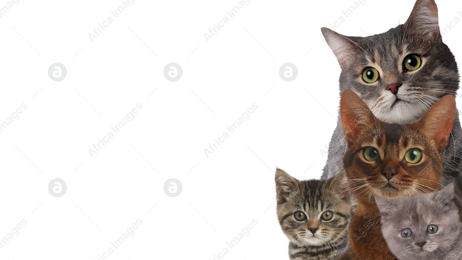 Image of Cute cats on white background, banner design with space for text. Lovely pets