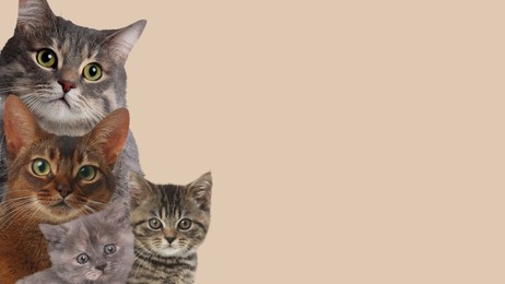 Image of Cute cats on beige background, banner design with space for text. Lovely pets