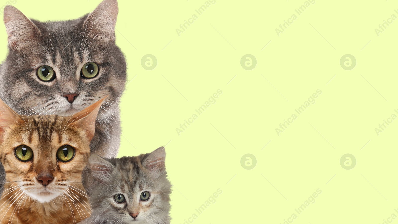 Image of Cute cats on on pale light green background, banner design with space for text. Lovely pets