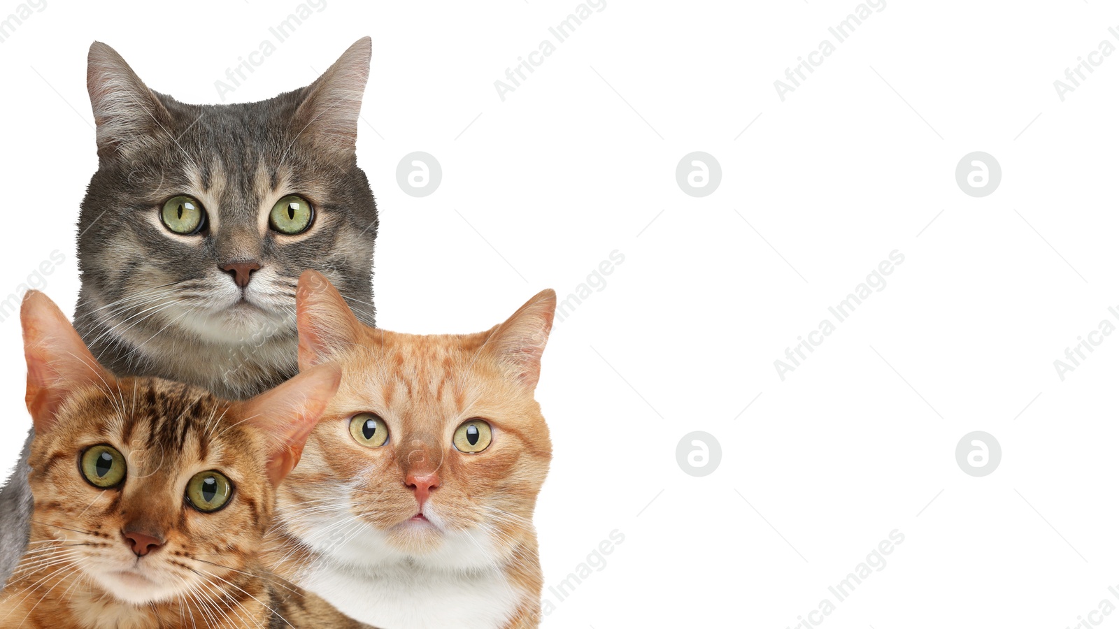 Image of Cute cats on white background, banner design with space for text. Lovely pets