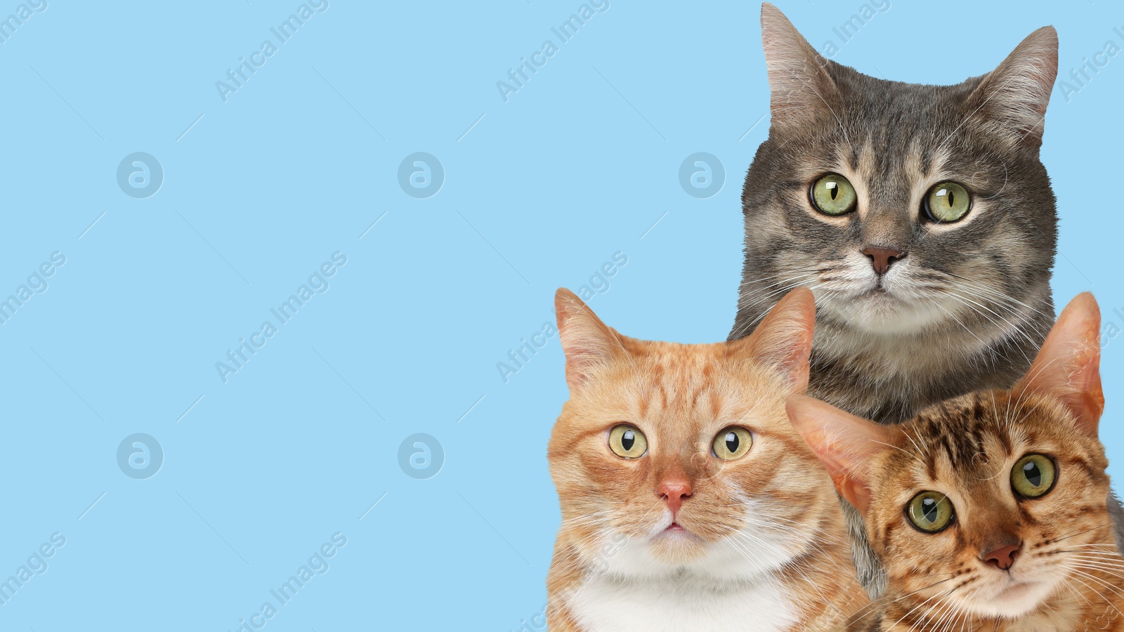 Image of Cute cats on on light blue background, banner design with space for text. Lovely pets