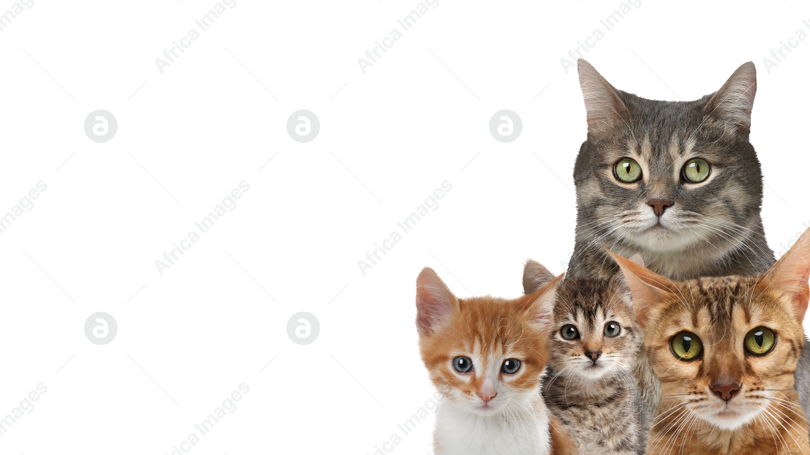 Image of Cute cats on white background, banner design with space for text. Lovely pets