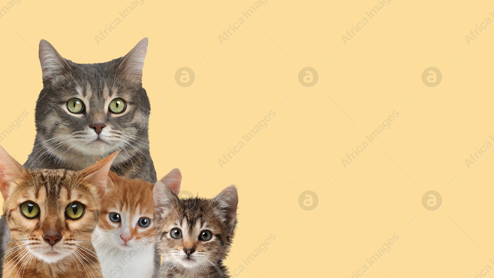 Image of Cute cats on pale orange background, banner design with space for text. Lovely pets