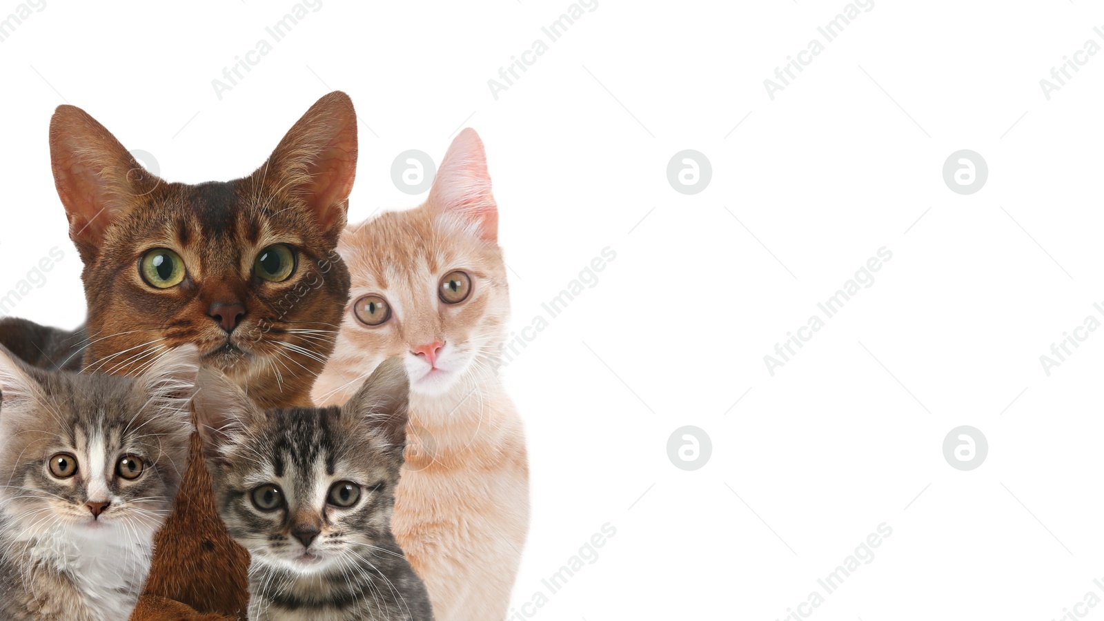 Image of Cute cats on white background, banner design with space for text. Lovely pets