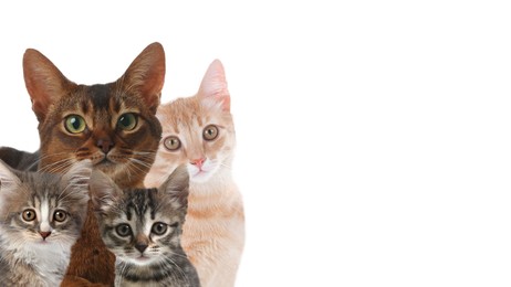 Image of Cute cats on white background, banner design with space for text. Lovely pets