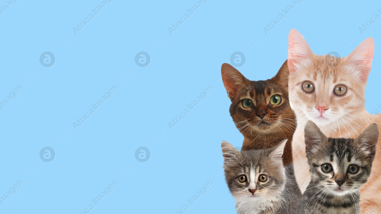 Image of Cute cats on on light blue background, banner design with space for text. Lovely pets