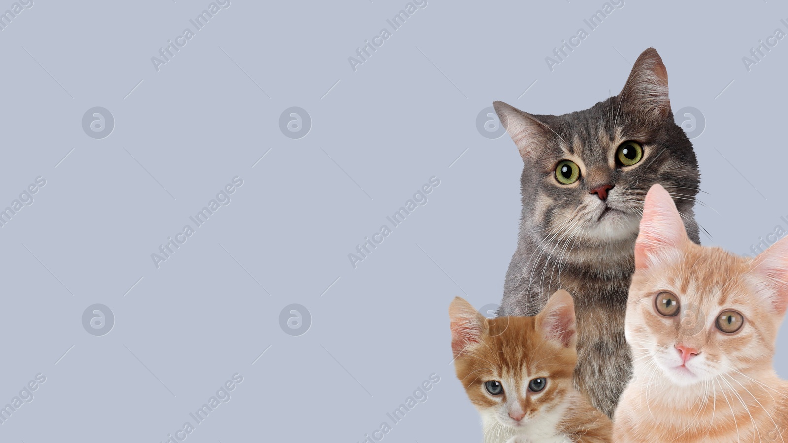 Image of Cute cats on light grey background, banner design with space for text. Lovely pets