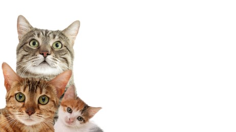 Image of Cute cats on white background, banner design with space for text. Lovely pets