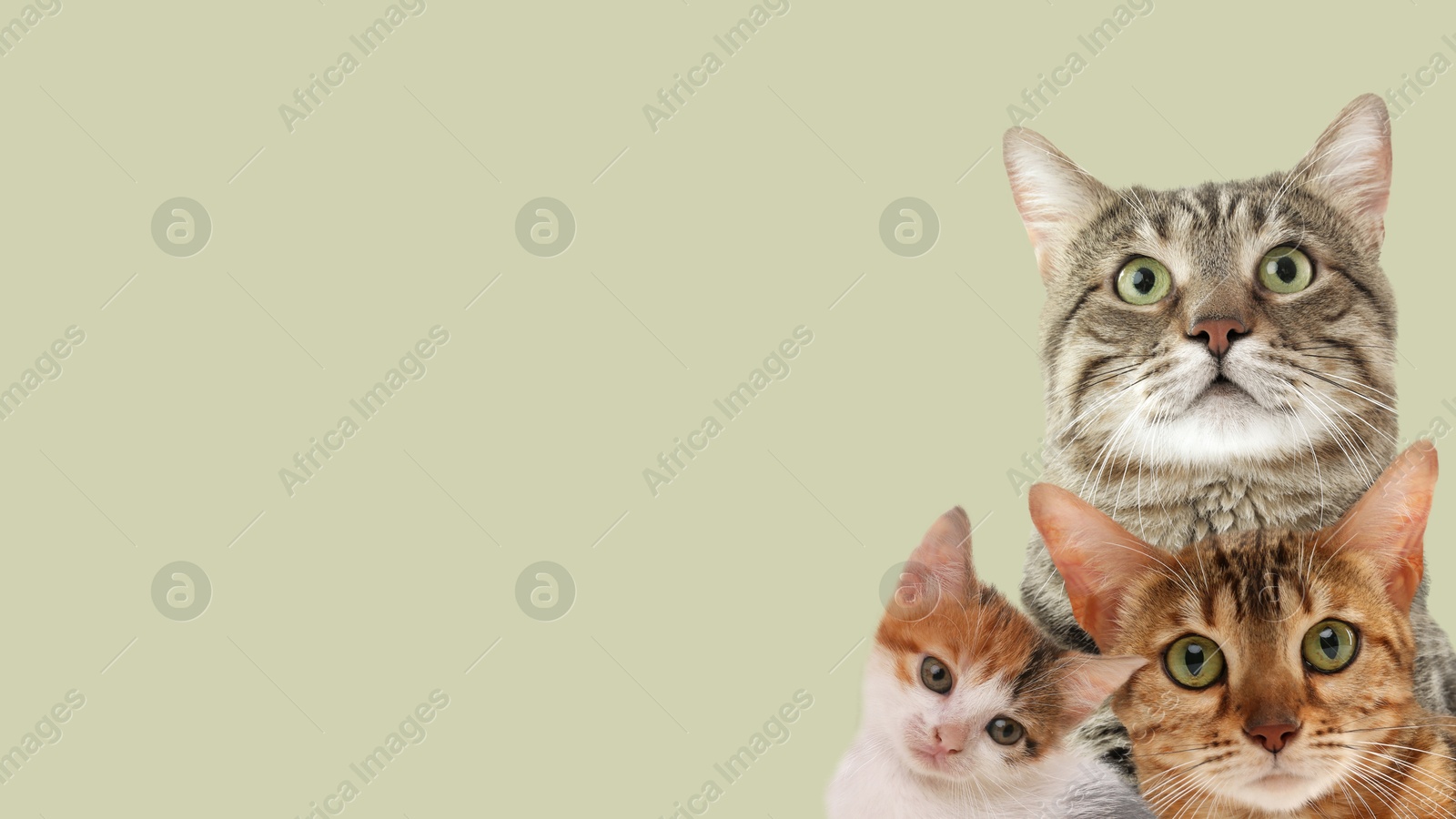 Image of Cute cats on pale green background, banner design with space for text. Lovely pets